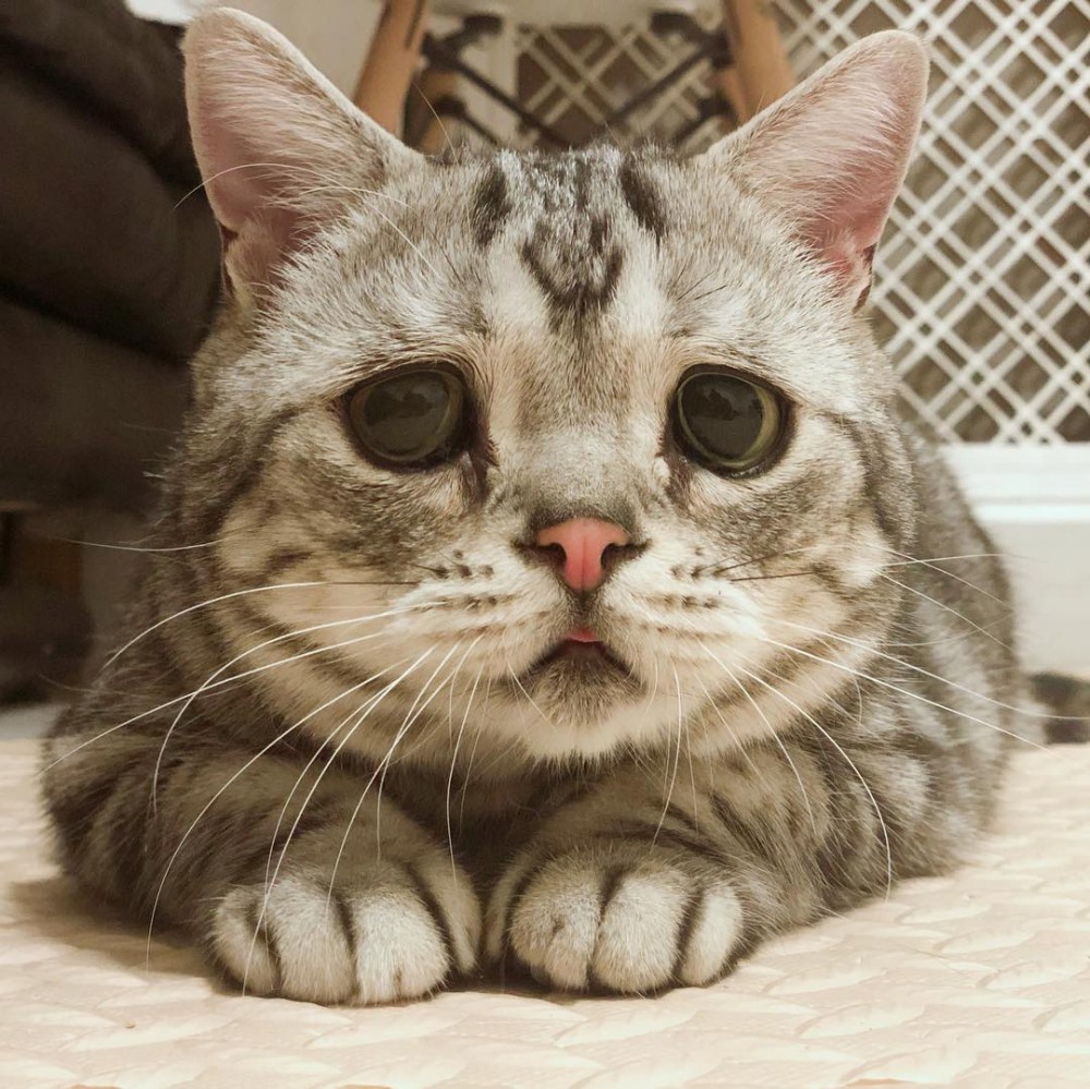 Instagram @lanlan731授權使用