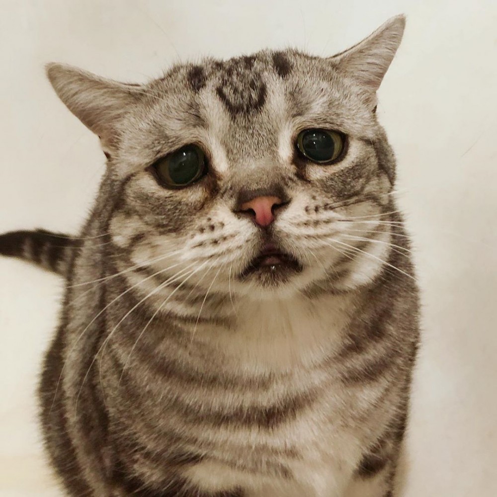 Instagram @lanlan731授權使用