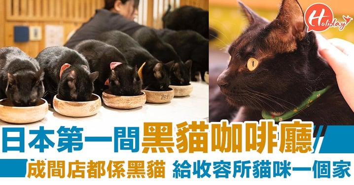 給收容所貓咪一個家～日本黑貓咖啡廳 成間店都係黑漆漆嘅可愛貓咪