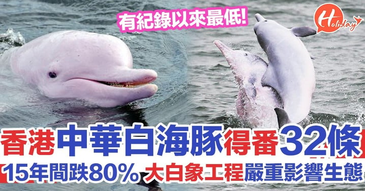 中華白海豚數量只剩32條創新低 2003年有188條 大白象工程令海豚海豚數字大跌