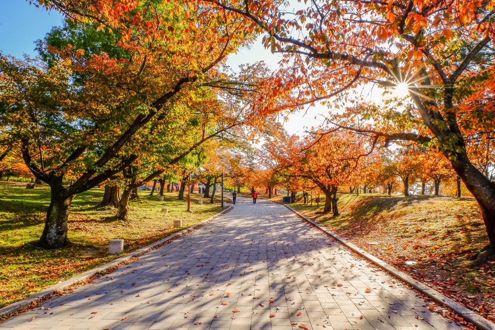 紅葉