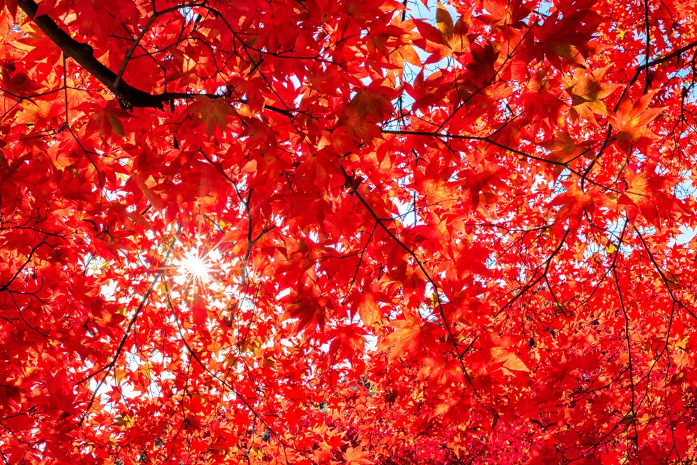 紅葉日本韓國攝影攻略