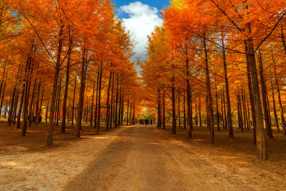 紅葉