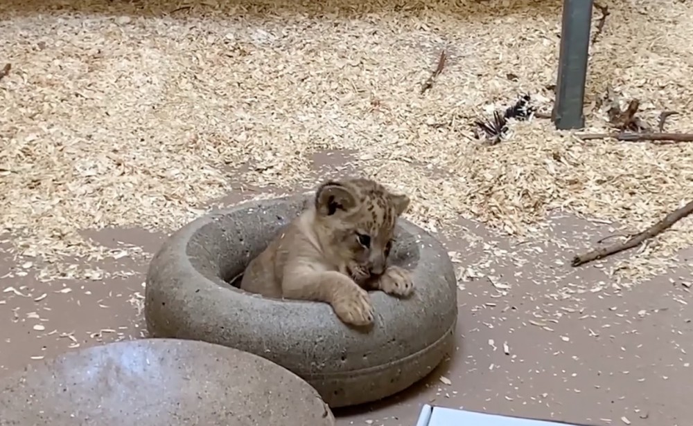 Denver Zoo Facebook