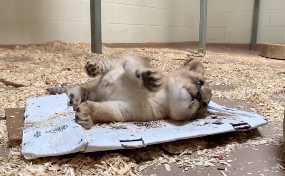 Denver Zoo Facebook
