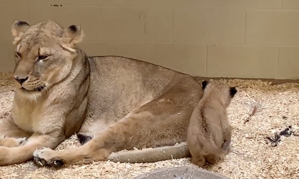 Denver Zoo Facebook