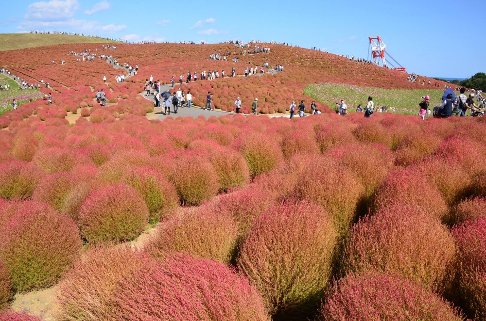 東京近郊日本打卡必去粉紅波波草花海3萬棵掃帚草