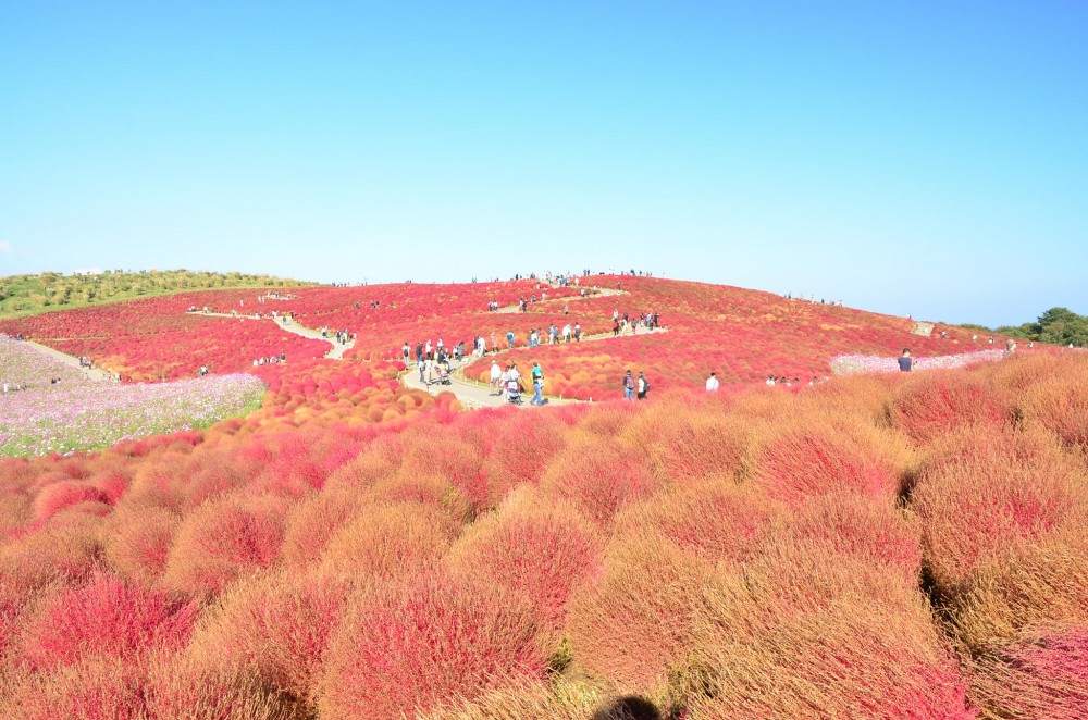 東京近郊日本打卡必去粉紅波波草花海3萬棵掃帚草