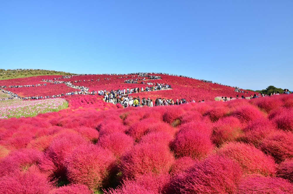東京近郊日本打卡必去粉紅波波草花海3萬棵掃帚草
