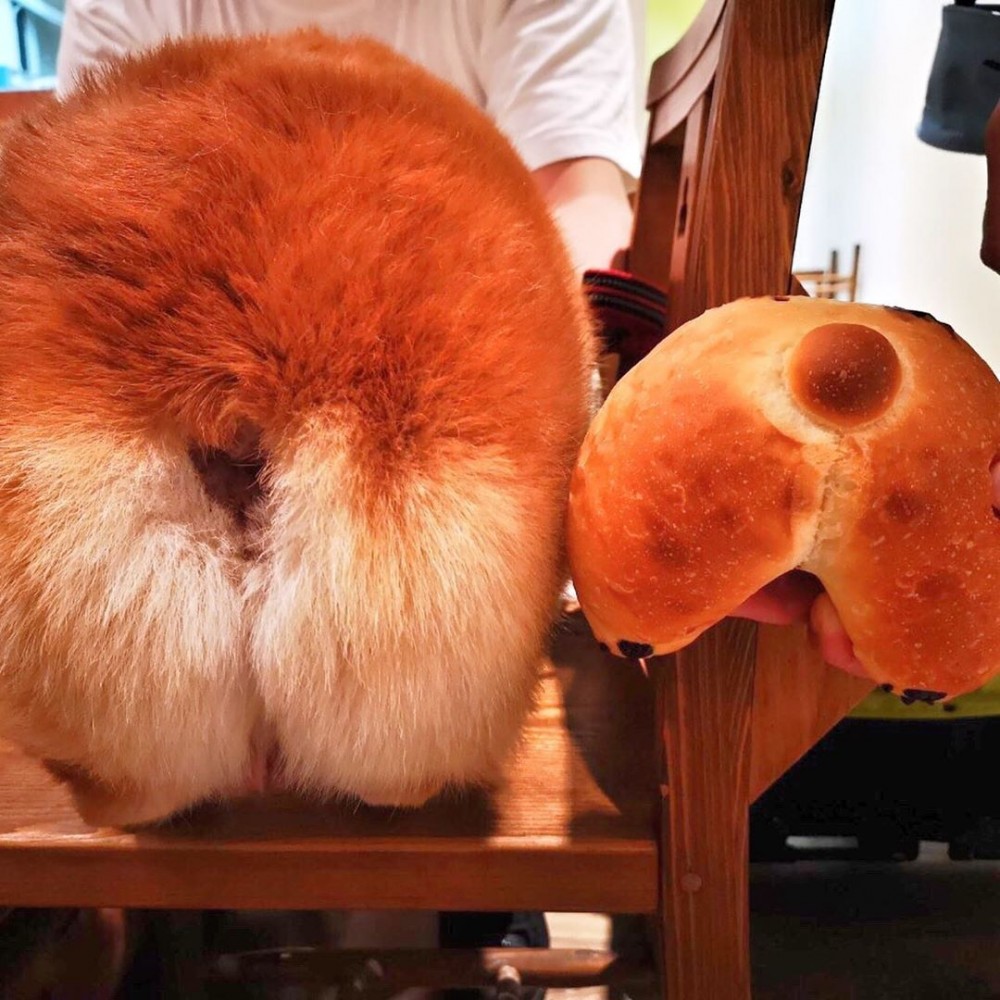 IG@xerxes0531授權使用