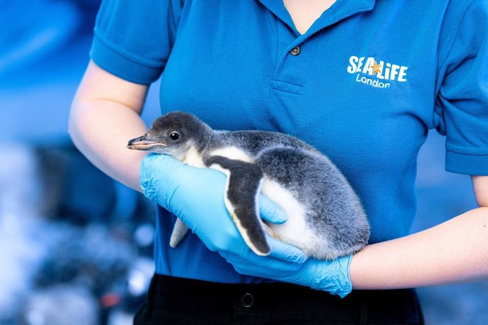 SEA LIFE London Aquarium™