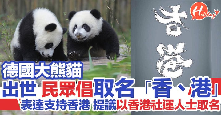 德國雙胞胎大熊貓出世 取名投票「香」、「港」得票最高