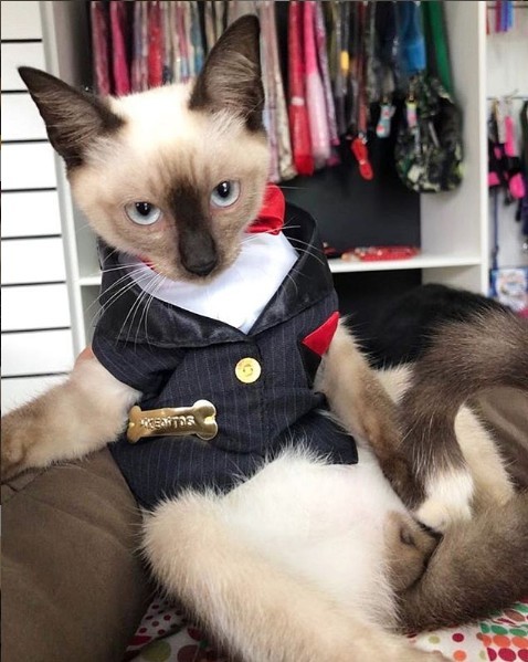 流浪貓 律師 避雨