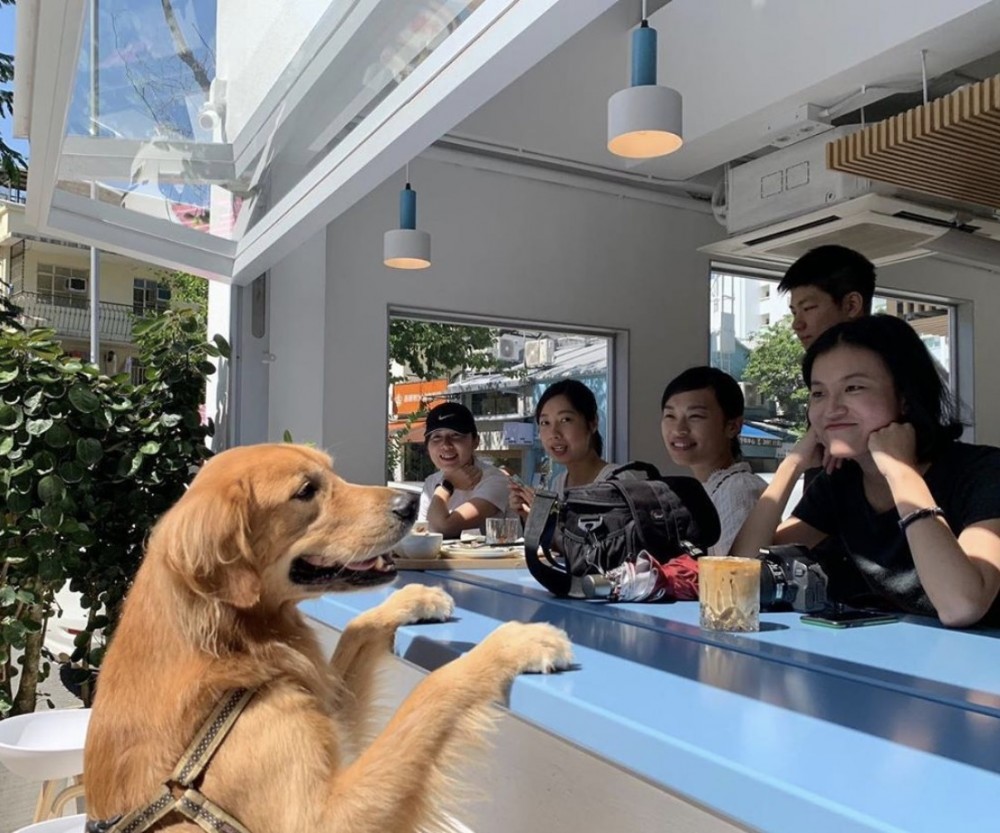 大圍2層全白Cafe！狗仔都入得。