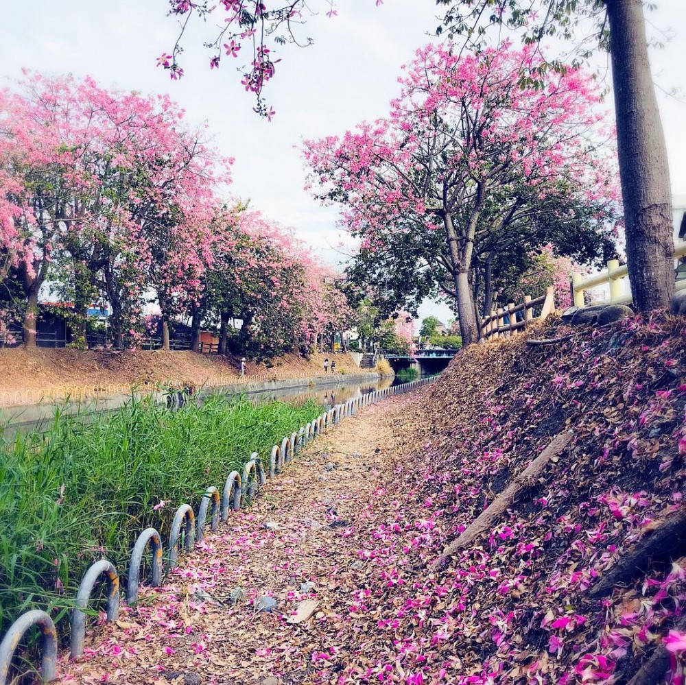 北斗河濱公園台灣台灣旅遊2019彰化打卡日系美人樹