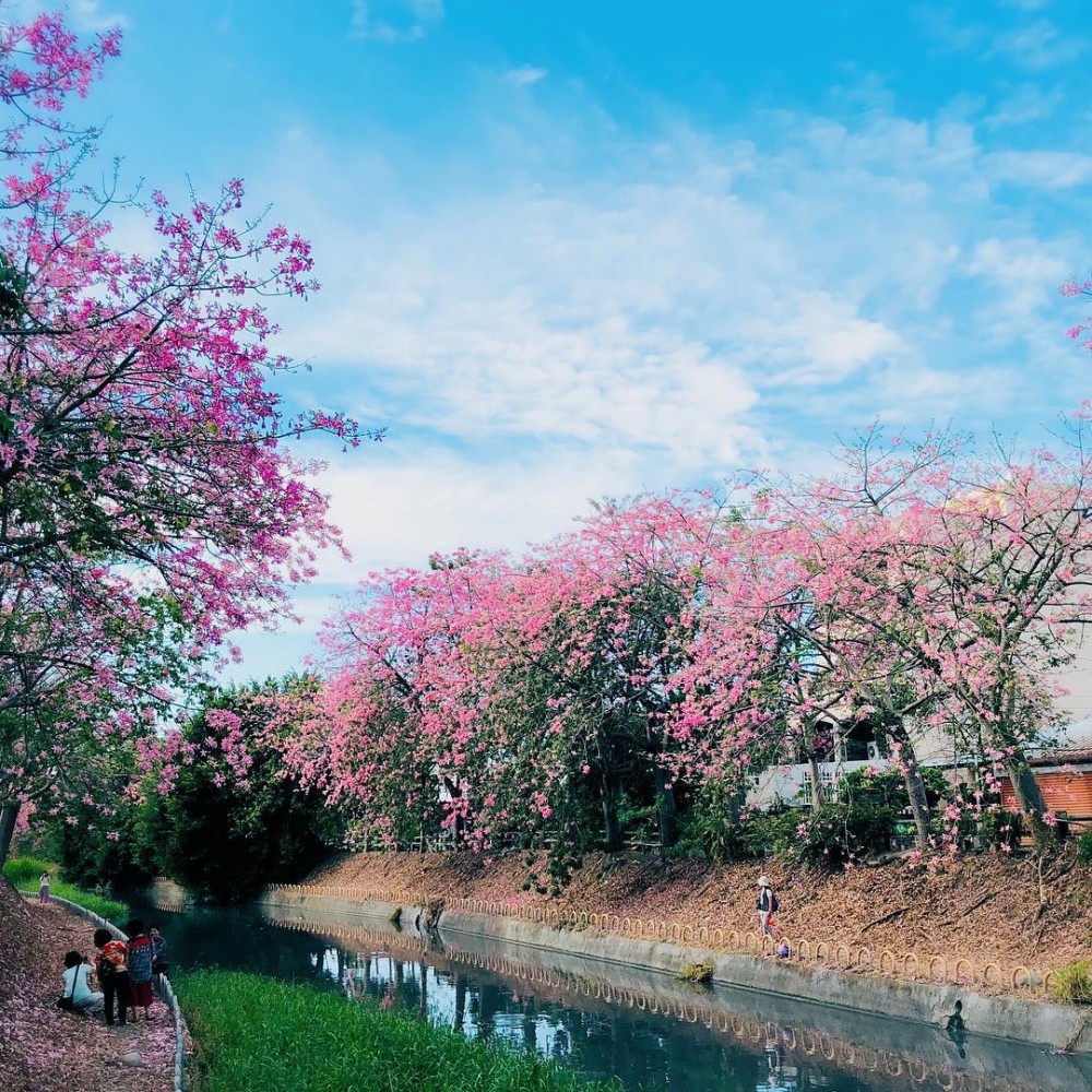 北斗河濱公園台灣台灣旅遊2019彰化打卡日系美人樹