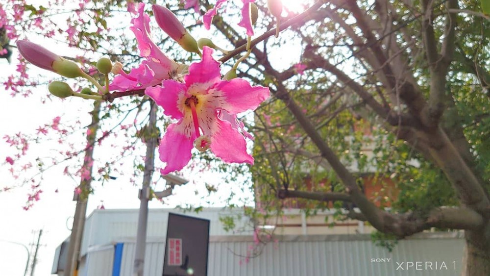 北斗河濱公園台灣台灣旅遊2019彰化打卡日系美人樹