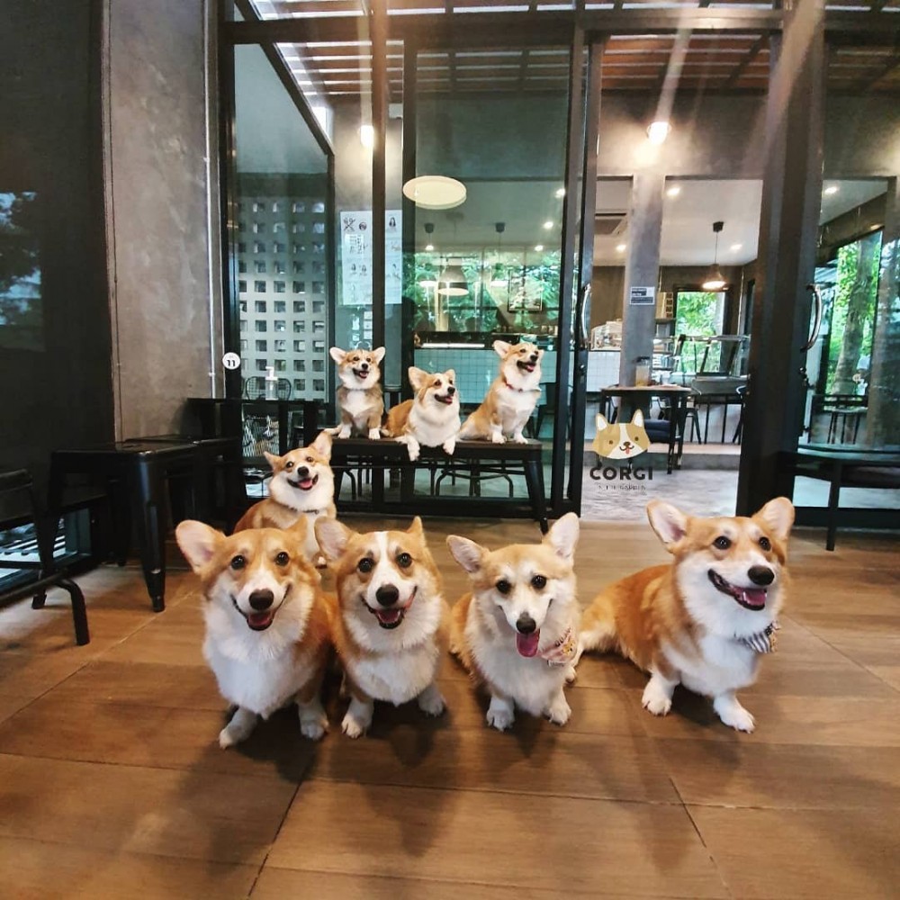曼谷哥基cafe隻隻都咁可愛
