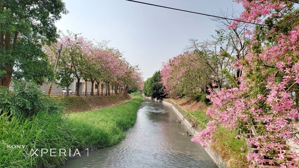 北斗河濱公園台灣台灣旅遊2019彰化打卡日系美人樹