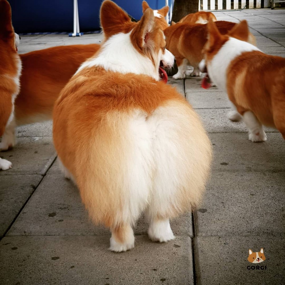 曼國哥基主題cafe