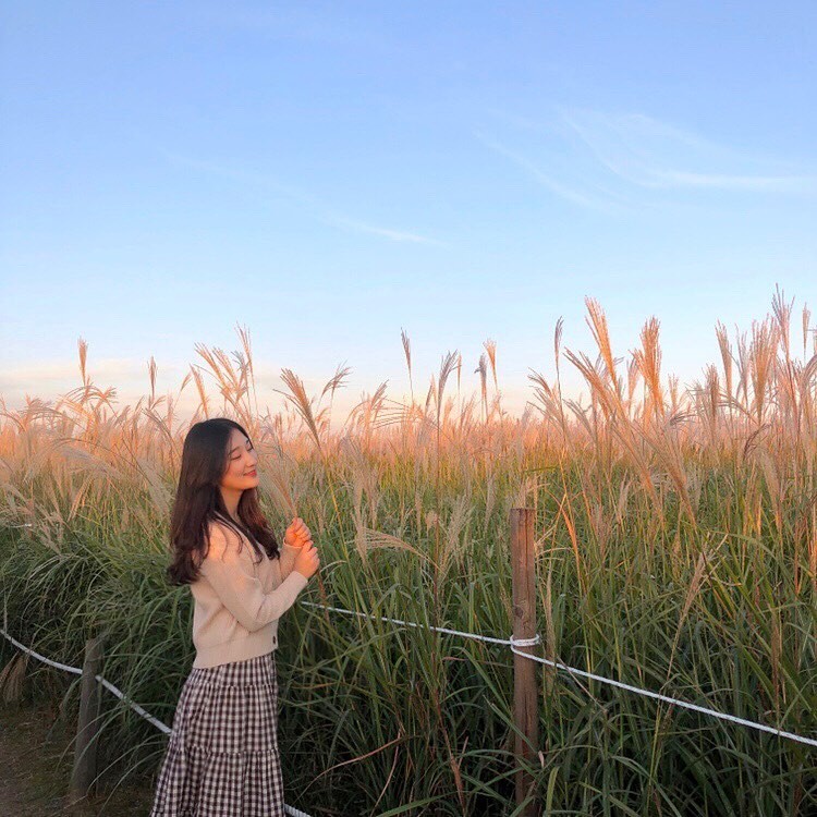 韓國天空公園紫芒