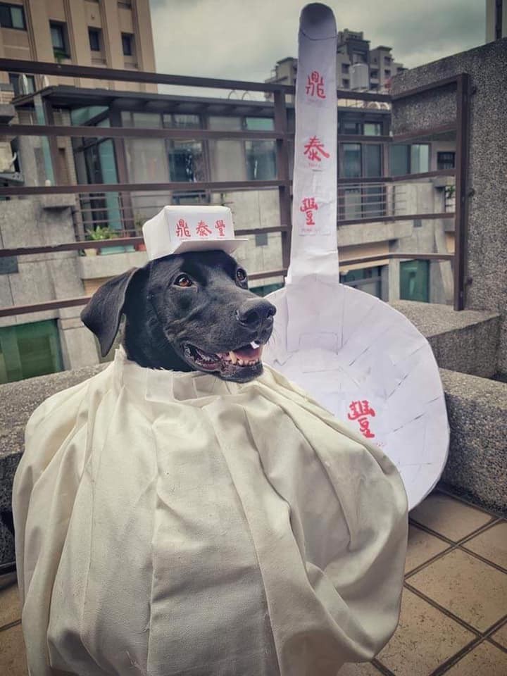 萬聖節2019台灣超狂外國人惡搞自家狗狗變成鼎泰豐小籠包