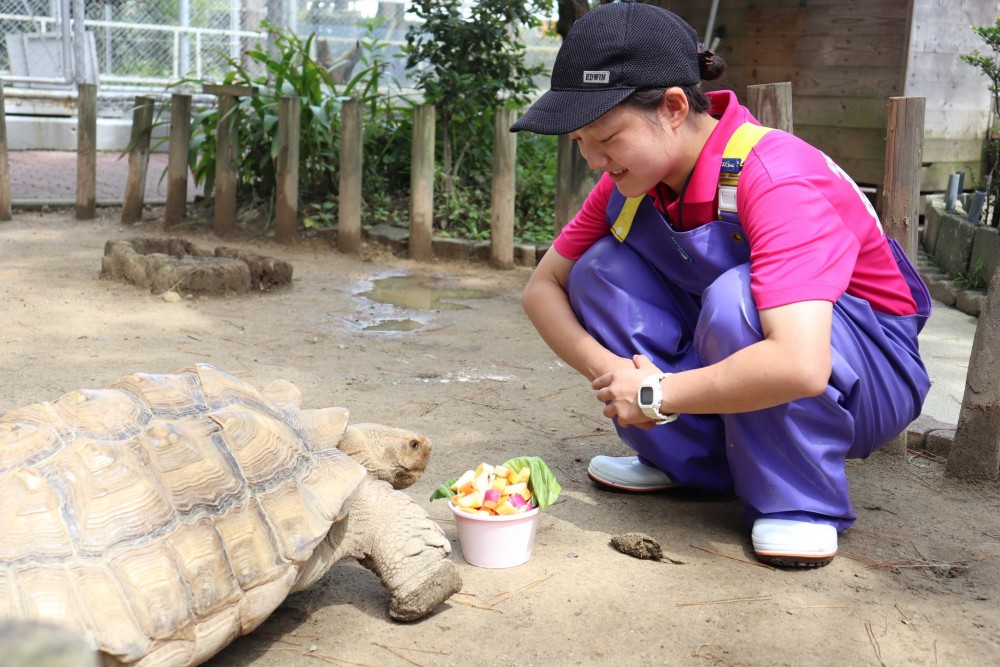 桂浜水族館陸龜食嘢