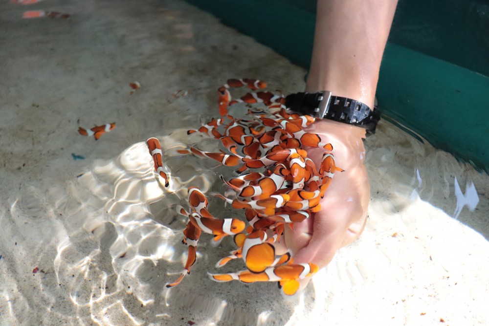桂浜水族館可以摸小丑魚
