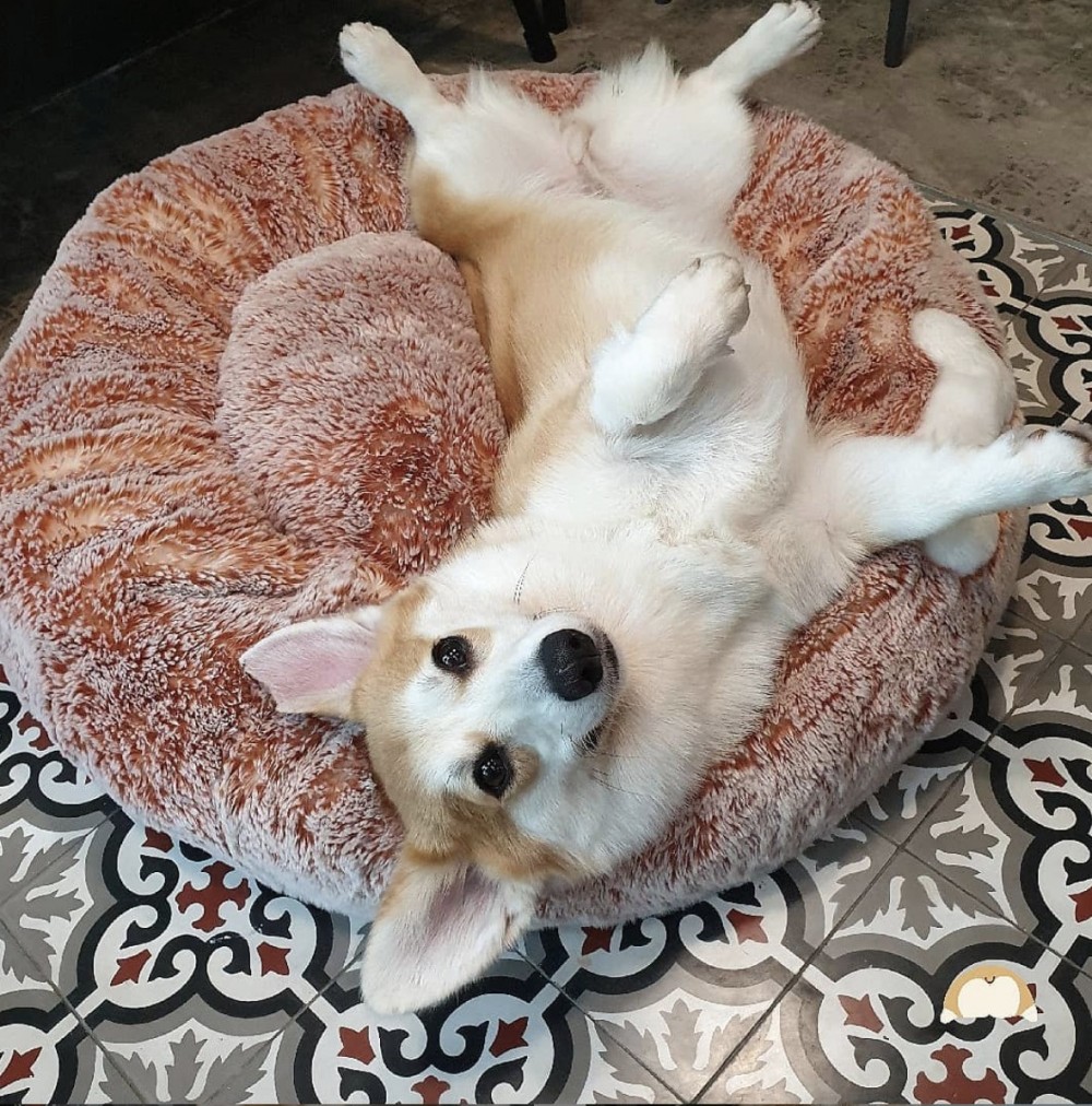 曼谷哥基cafe有15俊狗咨員