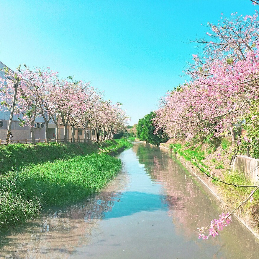 北斗河濱公園台灣台灣旅遊2019彰化打卡日系美人樹