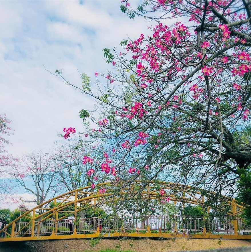 北斗河濱公園台灣台灣旅遊2019彰化打卡日系美人樹