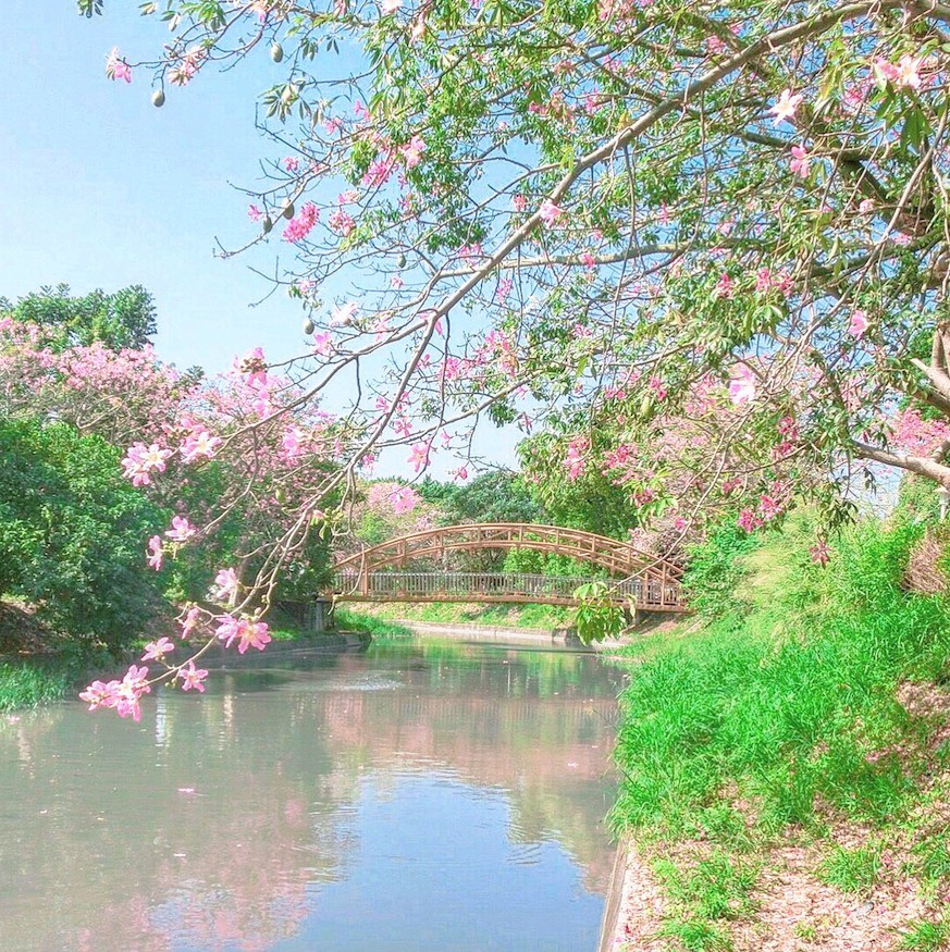 北斗河濱公園台灣台灣旅遊2019彰化打卡日系美人樹