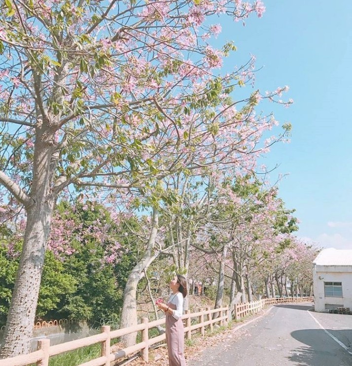 北斗河濱公園台灣台灣旅遊2019彰化打卡日系美人樹