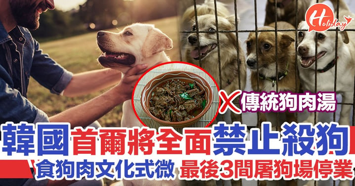 韓國食狗肉文化式微 首爾最後3間屠狗場10月底停業 將全面禁止屠狗