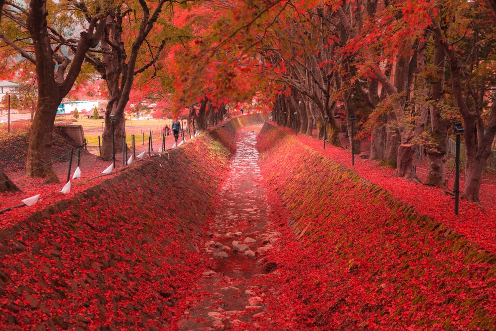 【日本紅葉2019】東京富士山紅葉祭 賞楓勝地河口湖紅葉迴廊