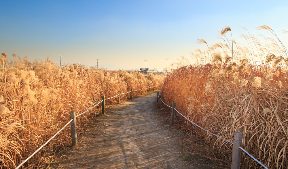 天空公園紫芒草