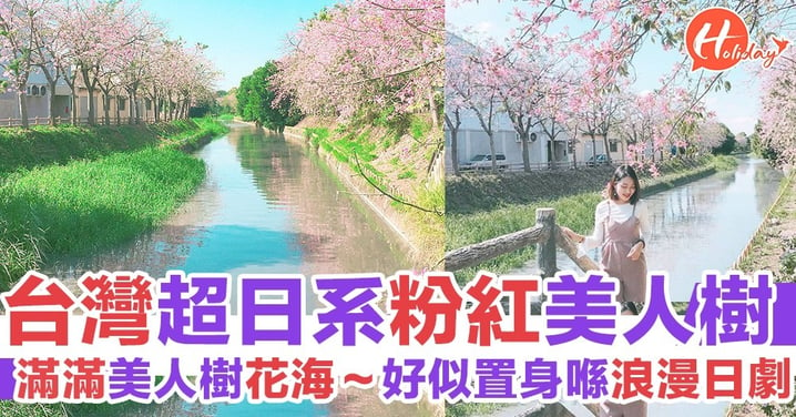 【台灣旅遊2019】滿滿粉紅美人樹～日系美景超靚！秋天花期開始了！