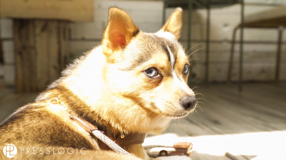 中環，純素，咖啡小店，伯爵茶，無糖， 無麩質