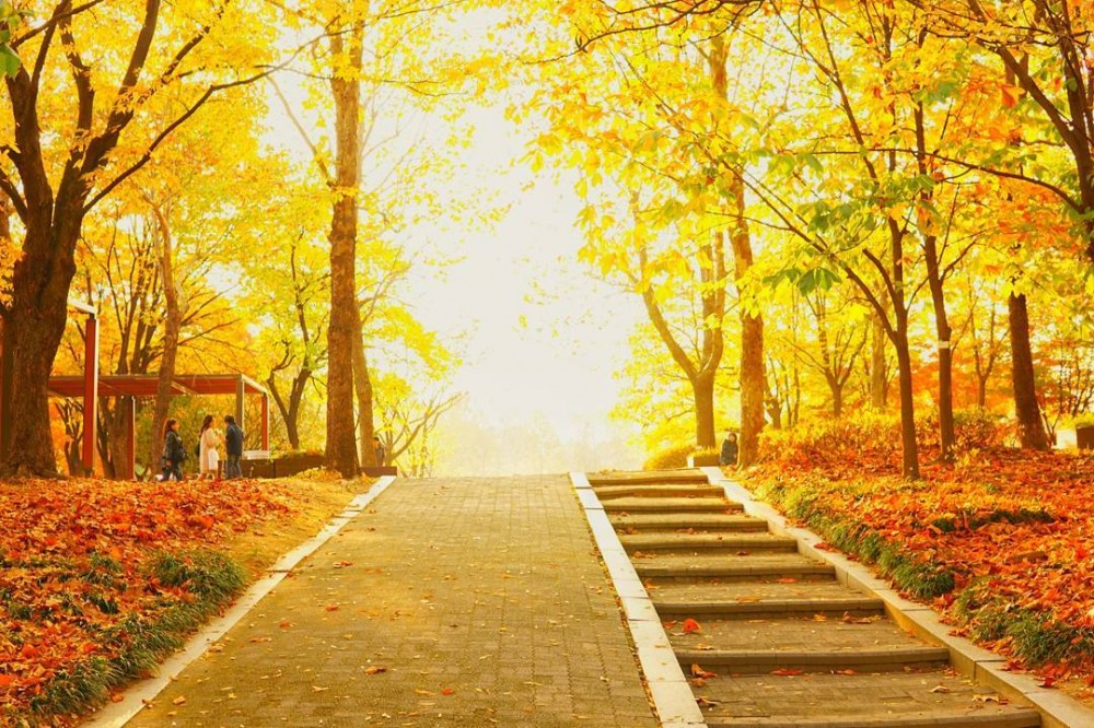 【韓國銀杏2019】奧林匹克公園秋天紅葉銀杏韓國首爾