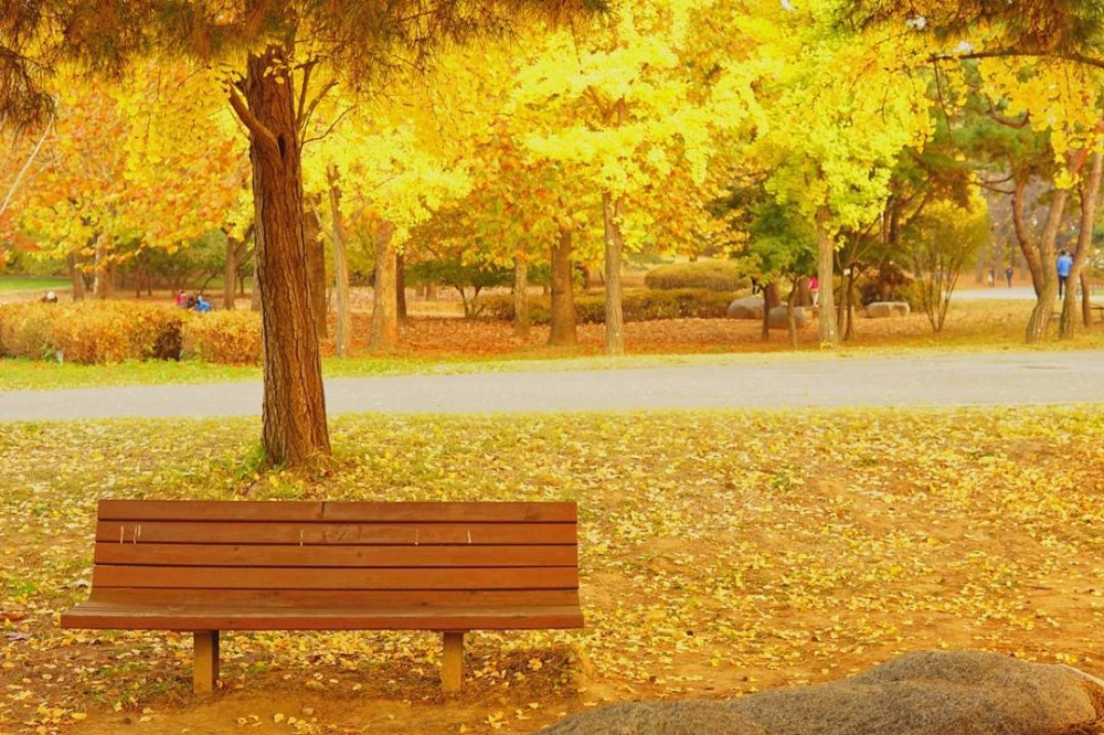 【韓國銀杏2019】奧林匹克公園秋天紅葉銀杏韓國首爾