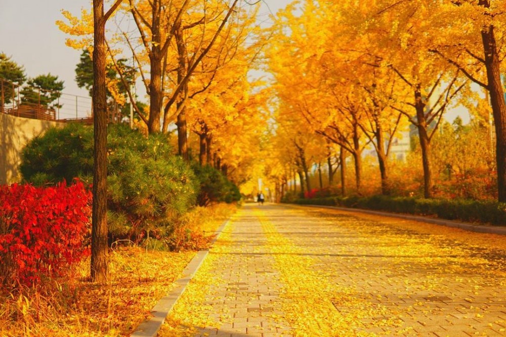 【韓國銀杏2019】奧林匹克公園秋天紅葉銀杏韓國首爾