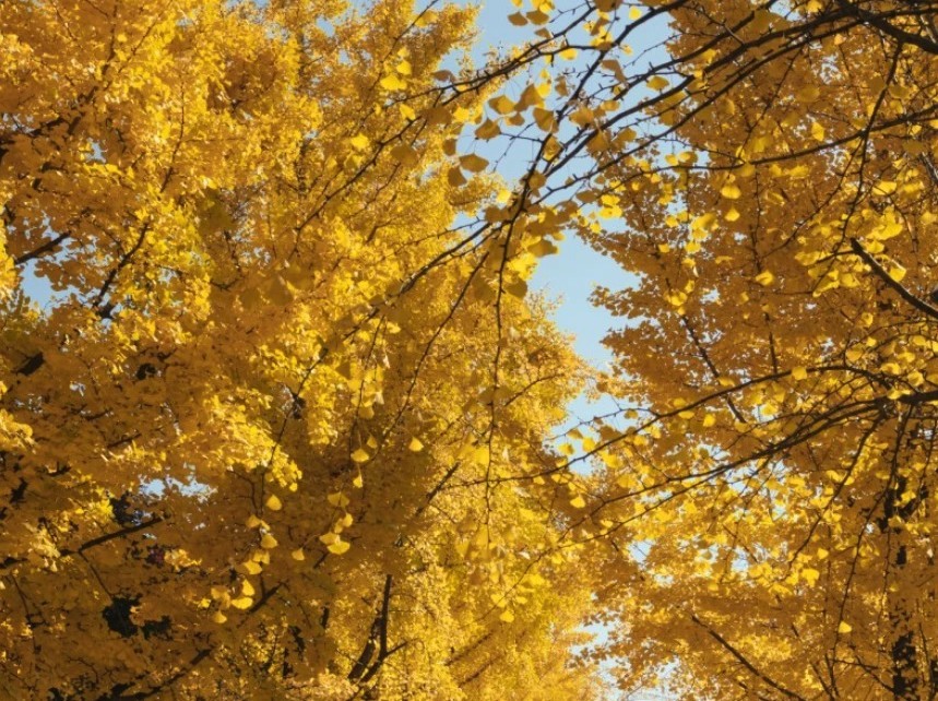 【韓國銀杏2019】奧林匹克公園秋天紅葉銀杏韓國首爾
