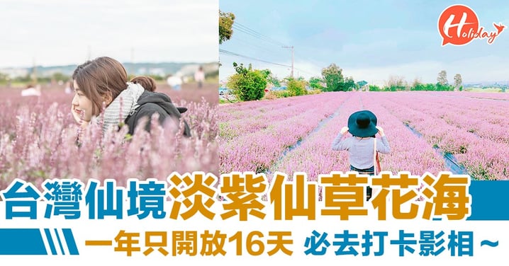 台灣期間限定：粉紅淡紫色花海 絕美仙景一年只開放 16 天！
