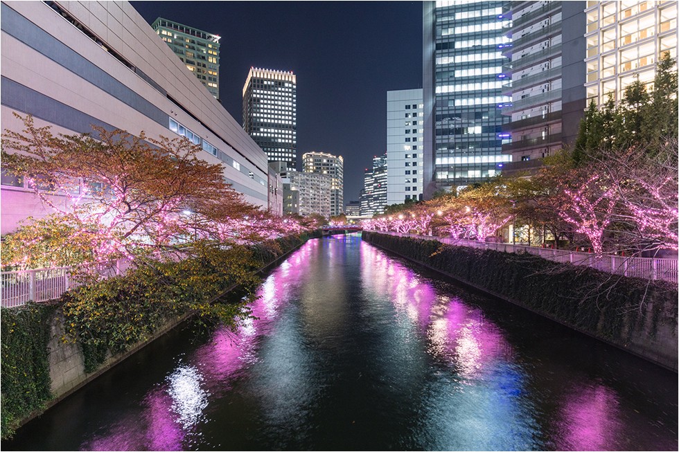 LED日本東京聖誕燈飾聖誕節夜櫻櫻花目黑川
