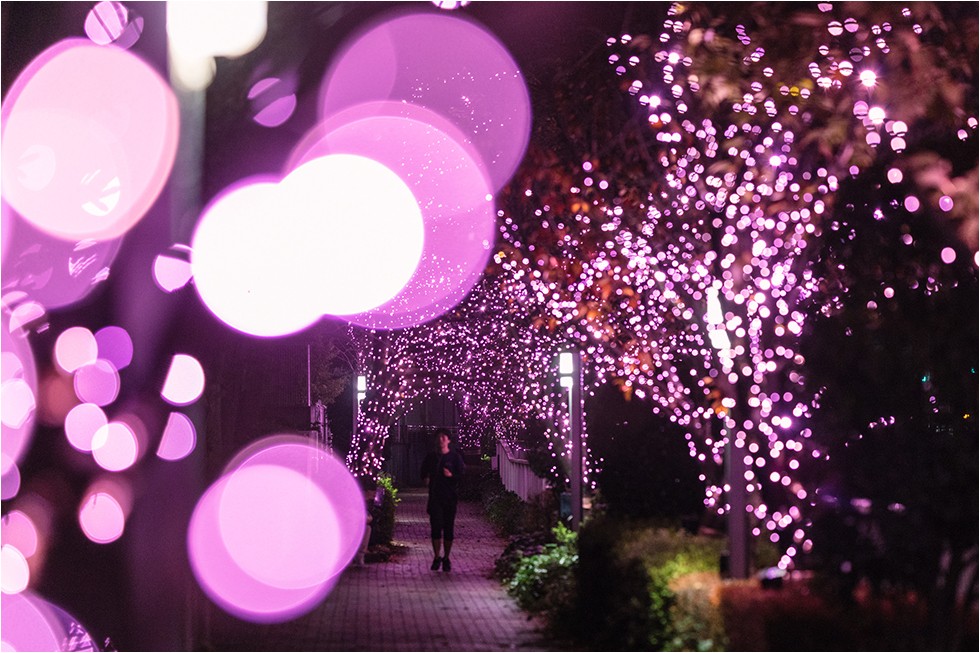 LED日本東京聖誕燈飾聖誕節夜櫻櫻花目黑川