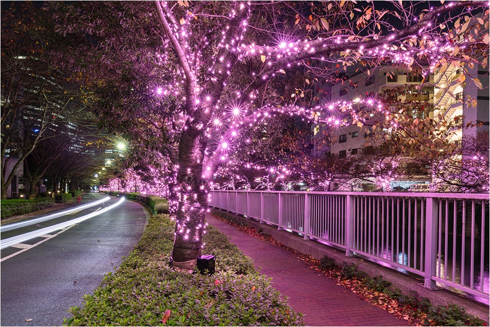 LED日本東京聖誕燈飾聖誕節夜櫻櫻花目黑川