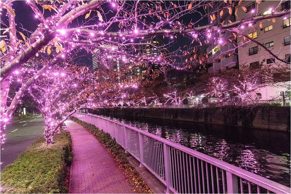 LED日本東京聖誕燈飾聖誕節夜櫻櫻花目黑川