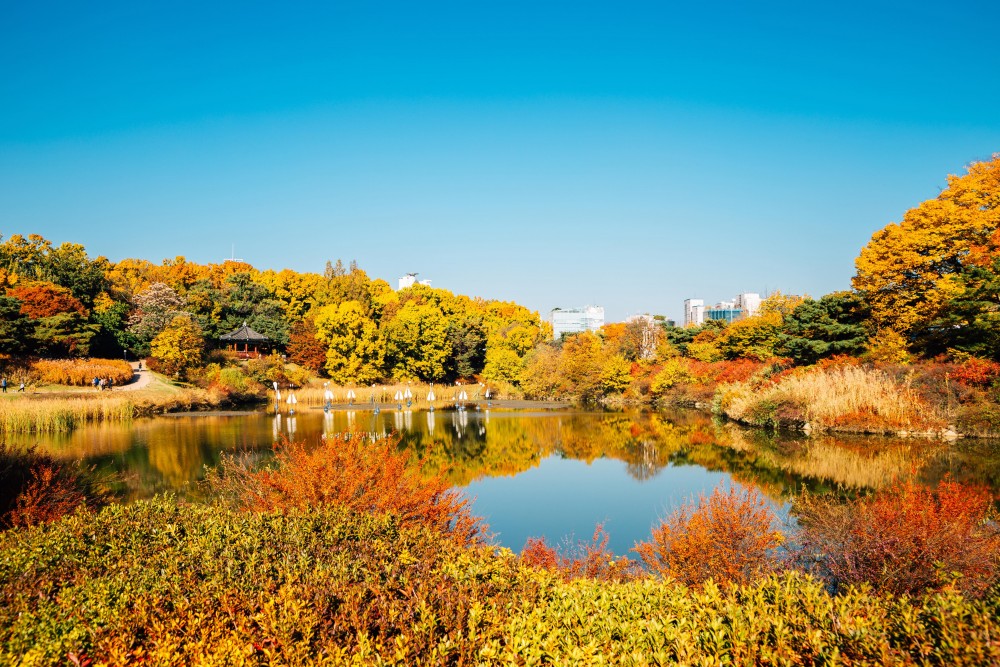 【韓國銀杏2019】奧林匹克公園秋天紅葉銀杏韓國首爾