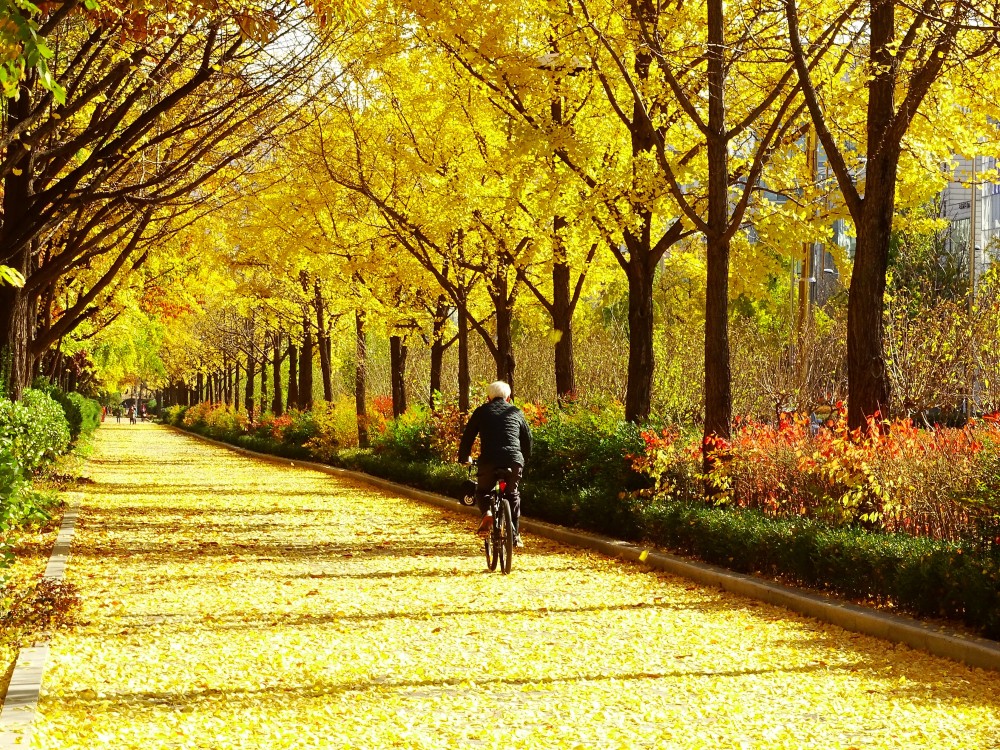 【韓國銀杏2019】奧林匹克公園秋天紅葉銀杏韓國首爾