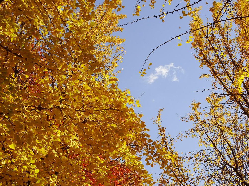 【韓國銀杏2019】奧林匹克公園秋天紅葉銀杏韓國首爾